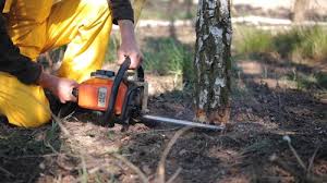 Best Root Management and Removal  in Gambrills, MD